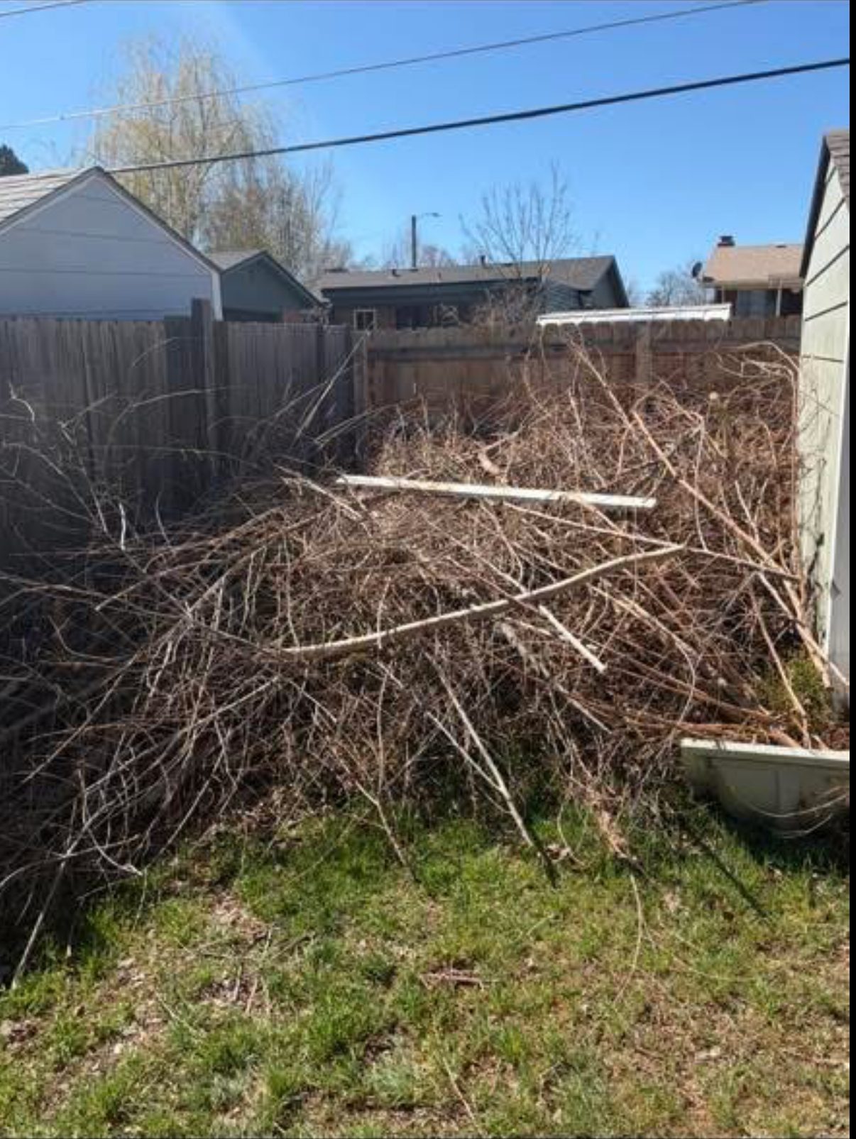 Before — Backyard brush pile — cleared and hauled away